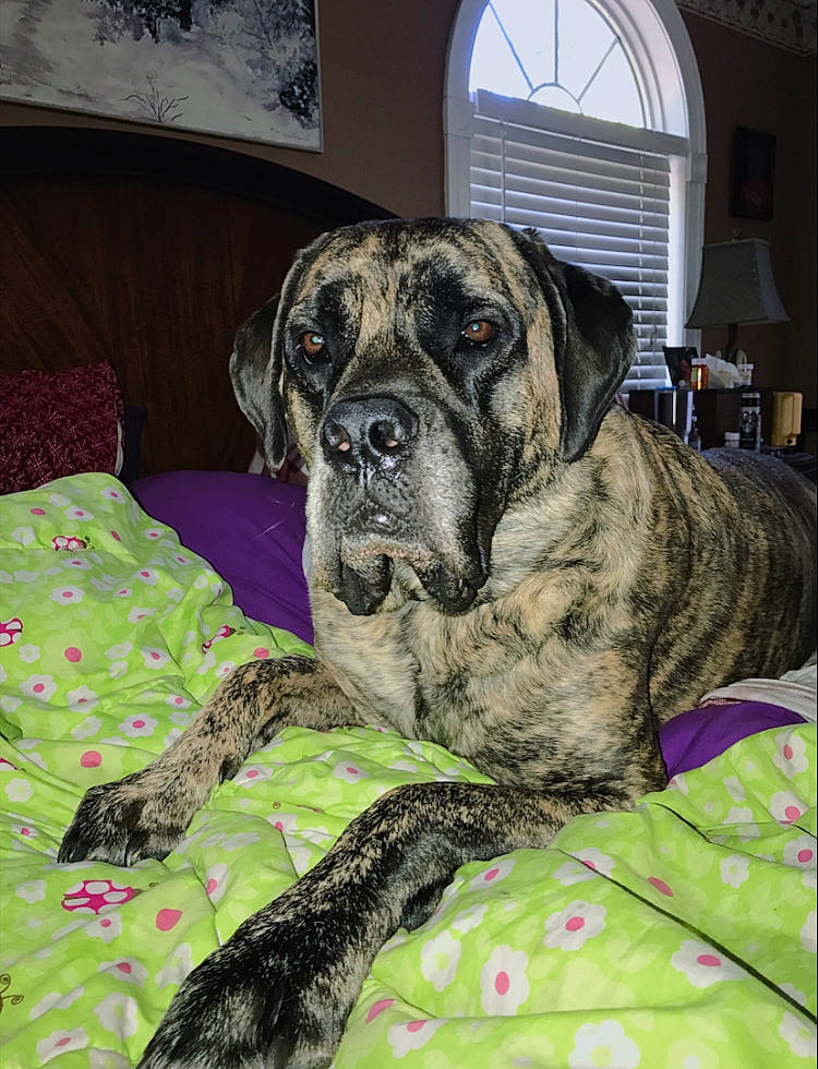 Peanut joined the competition — help win amazing prizes! alaunt, american_mastiff, boerboel, bullmastiff, canidae, carnivore, dog, dog_breed, english_mastiff, fawn, fila_brasileiro, giant_dog_breed, great_dane, guard_dog, mammal, molosser, non_sporting_group, snout, vertebrate, working_dog