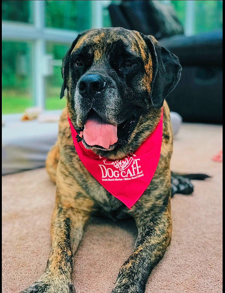 Peanut joined the competition — help win amazing prizes! american_mastiff, ancient_dog_breeds, boerboel, bullmastiff, canidae, carnivore, dog, dog_breed, english_mastiff, fawn, fila_brasileiro, giant_dog_breed, mammal, molosser, perro_de_presa_canario, perro_de_presa_mallorquin, rare_breed_dog, snout, sporting_group, vertebrate