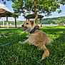 Bandit participe au concours pour gagner de l'argent avec cette photo : bench, blue_sky, canine, cloud, daylight, dog, flower, gazebo, grass, greenery, lake, leash, nature, outdoor, panting, park, relaxing, scenic, sunny, tree