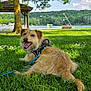 Bandit participe au concours pour gagner de l'argent avec cette photo : animal, bench, canine, clouds, daisies, dog, grass, happy, harness, hills, lake, leash, nature, outdoor, park, scenic, sky, sunlight, trees, wooden_shelter