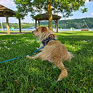 Bandit a rejoint le concours — aidez-le/la à gagner de superbes lots ! bench, canine, daisy, daylight, dog, flower, grass, greenery, harness, lake, leash, nature, outdoor, park, peaceful, relaxing, scenic, shelter, summer, tree