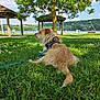 bench, canine, daisy, daylight, dog, flower, grass, greenery, harness, lake, leash, nature, outdoor, park, peaceful, relaxing, scenic, shelter, summer, tree