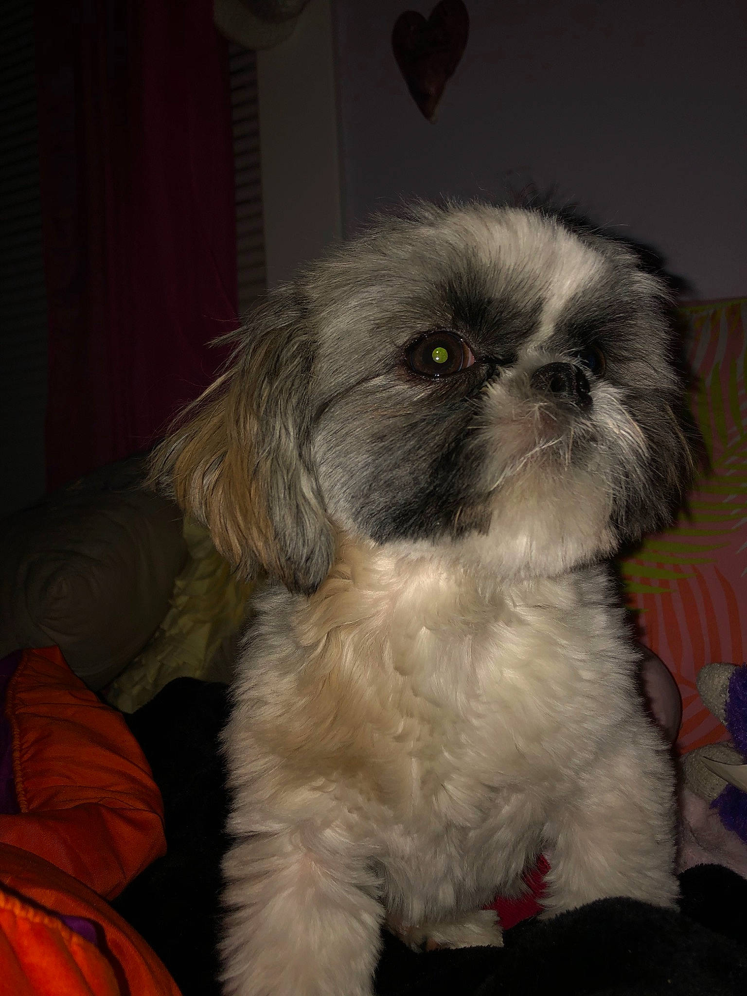 Stella is registered to the contest to win money with this photo: affenpinscher, canidae, carnivore, chinese_imperial_dog, companion_dog, dog, dog_breed, eye, fur, kyi_leo, lhasa_apso, lowchen, mammal, pekapoo, puppy, rare_breed_dog, shih_tzu, snout, toy_dog, vertebrate