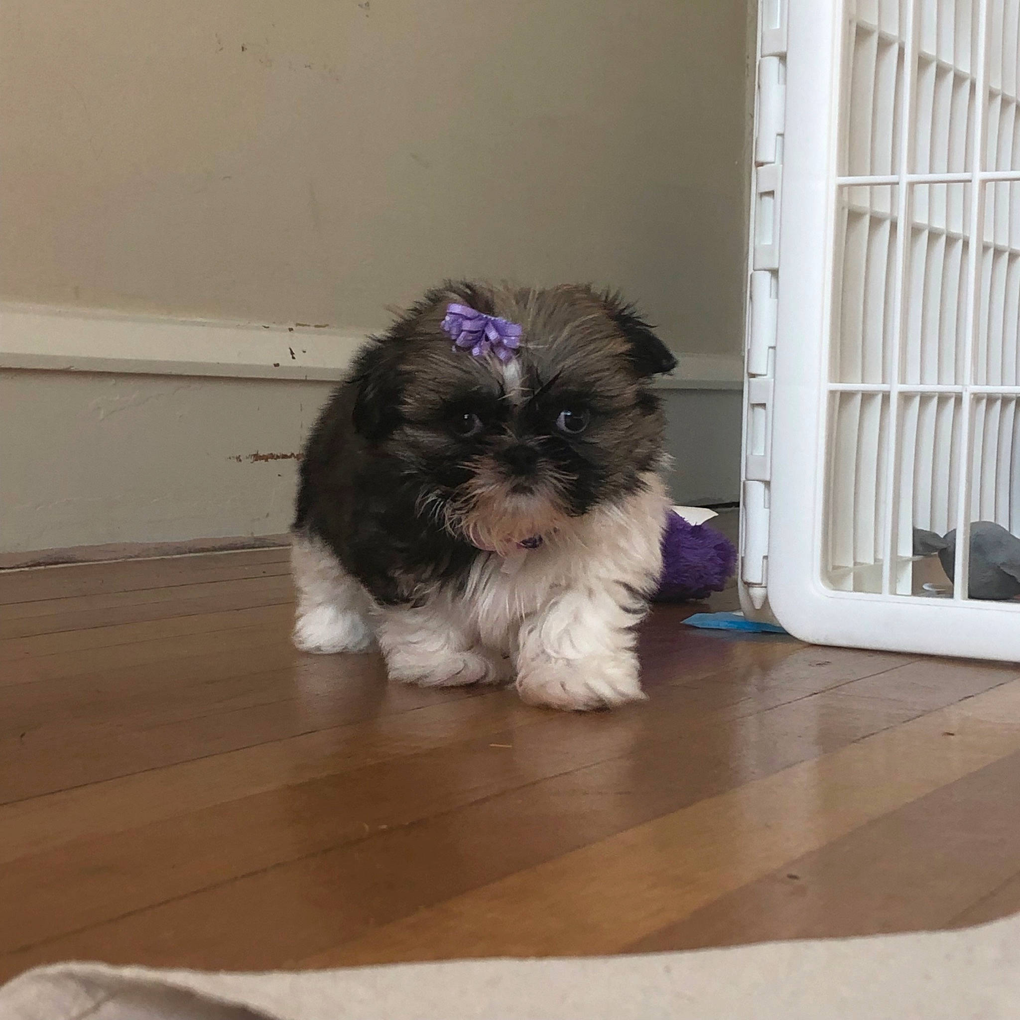Stella joined the competition — help win amazing prizes! bolonka, canidae, carnivore, chinese_imperial_dog, companion_dog, dog, dog_breed, havanese, kyi_leo, lhasa_apso, mal_shi, maltepoo, maltese, mammal, morkie, puppy, schnoodle, shih_tzu, vertebrate, yorkshire_terrier