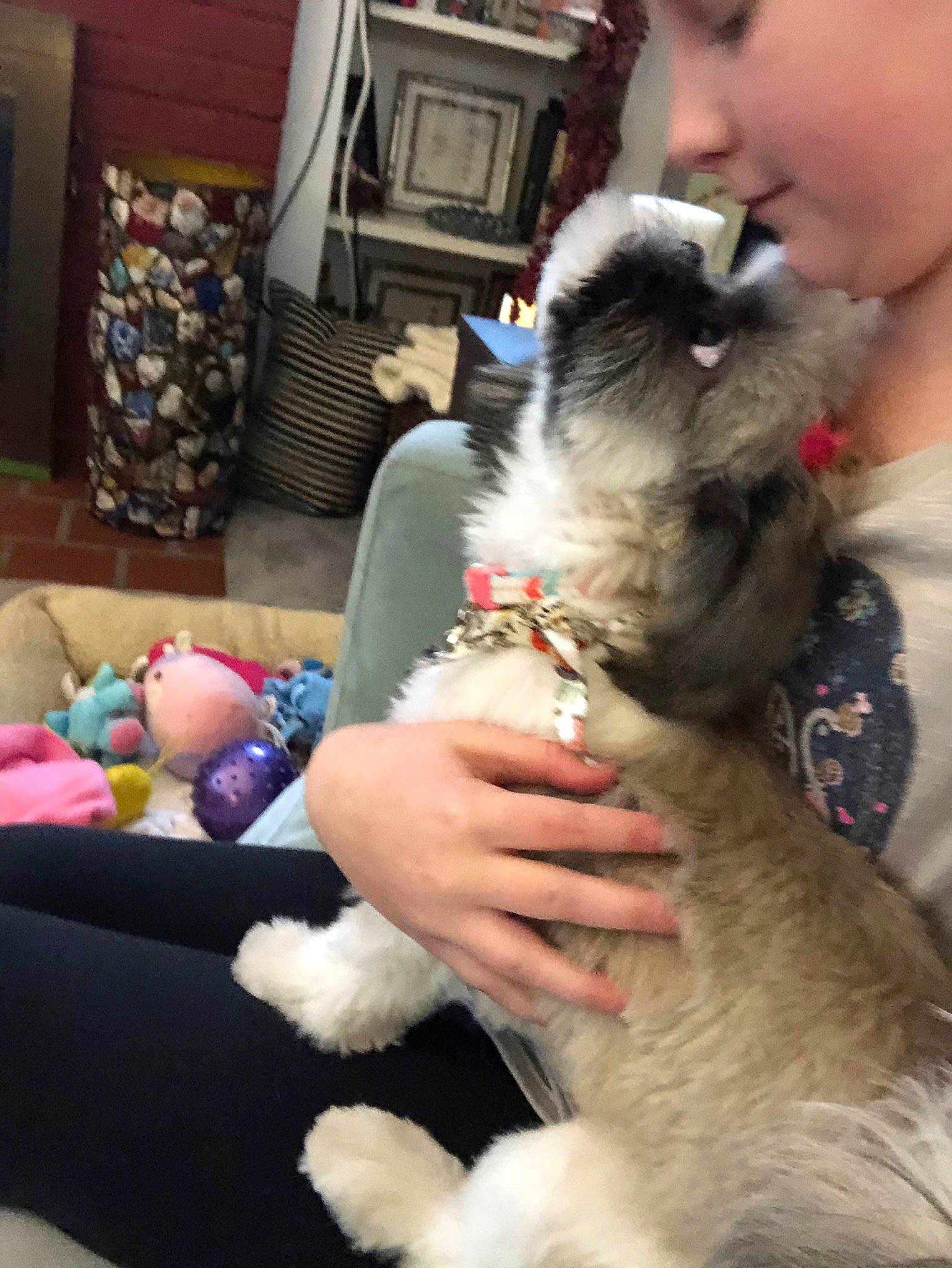 Stella is registered to the contest to win money with this photo: birman, canidae, carnivore, cat, companion_dog, dog, dog_breed, lhasa_apso, mammal, puppy, puppy_love, shih_tzu