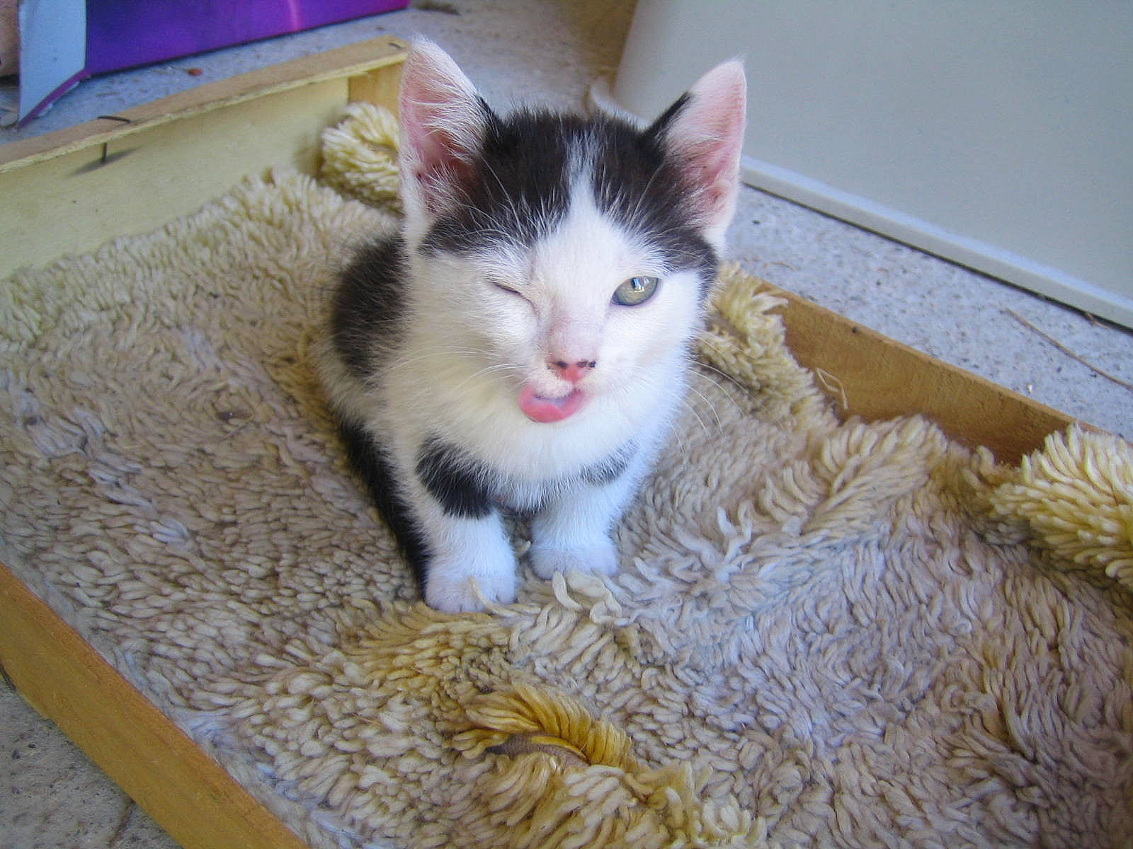 Bidul a rejoint le concours — aidez-le/la à gagner de superbes lots ! box, carnivore, cat, domestic_short_haired_cat, felidae, flooring, fur, hardwood, paw, small_to_medium_sized_cats, snout, tail, whiskers, wood