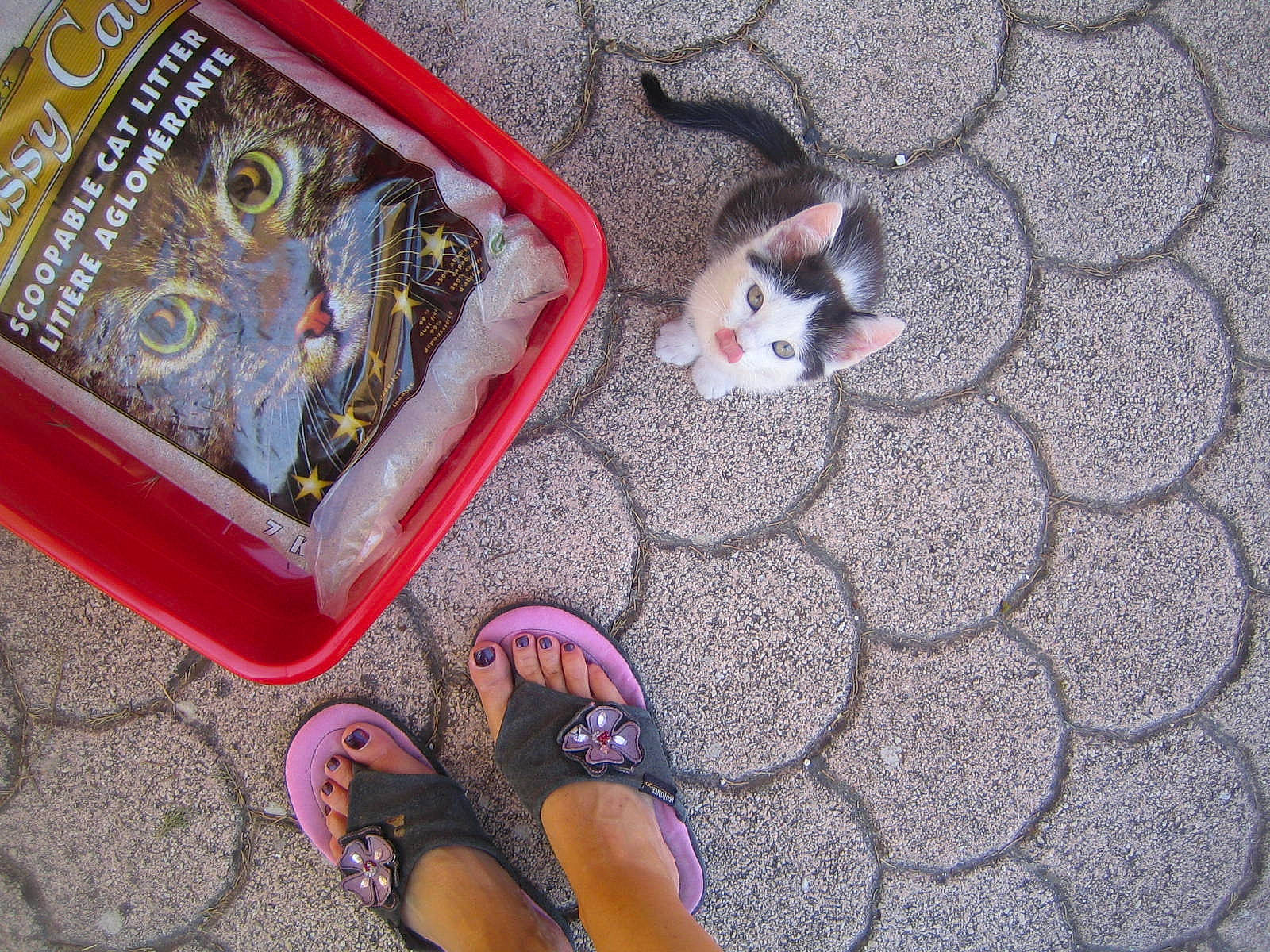 Bidul a rejoint le concours — aidez-le/la à gagner de superbes lots ! art, beauty, carnivore, cat, companion_dog, eyewear, fashion_accessory, fawn, felidae, floor, flooring, foot, human_leg, magenta, pattern, pink, road_surface, sandal, shoe, wood