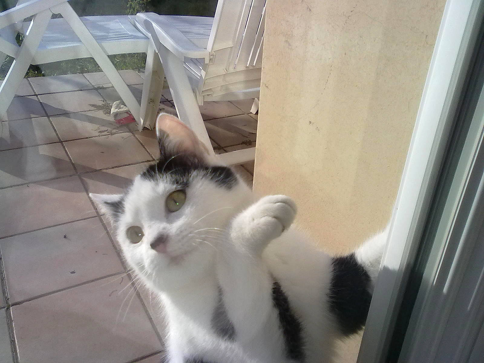 Bidul a rejoint le concours — aidez-le/la à gagner de superbes lots ! carnivore, cat, domestic_short_haired_cat, eye, felidae, flooring, fur, hardwood, mammal, paw, small_to_medium_sized_cats, tail, terrestrial_animal, vertebrate, whiskers, window, wood