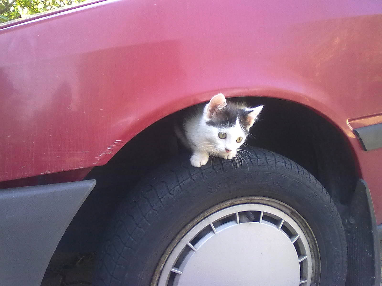 Bidul participe au concours pour gagner de l'argent avec cette photo : alloy_wheel, automotive_design, automotive_exterior, automotive_lighting, automotive_tire, bumper, car, carnivore, grille, hood, hubcap, land_vehicle, motor_vehicle, rim, synthetic_rubber, tire, tread, vehicle, vehicle_door, wheel