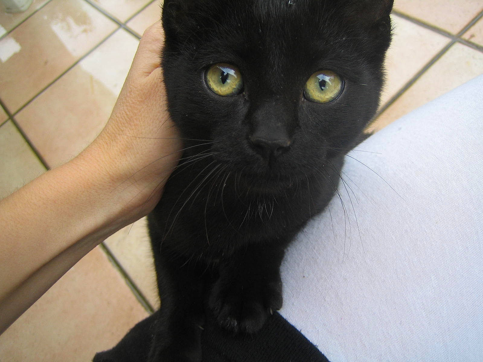 Griffeur participe au concours pour gagner de l'argent avec cette photo : black_cat, bombay, carnivore, cat, claw, domestic_short_haired_cat, eye, felidae, fur, head, small_to_medium_sized_cats, snout, terrestrial_animal, whiskers