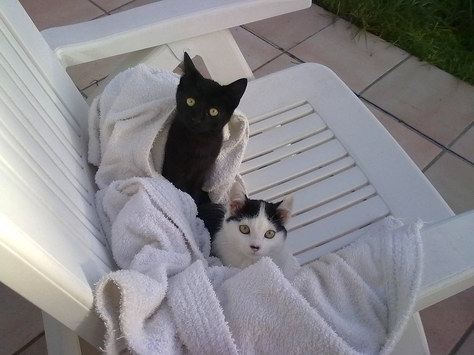 Griffeur participe au concours pour gagner de l'argent avec cette photo : box, carnivore, cat, comfort, couch, domestic_short_haired_cat, felidae, flooring, fur, grey, hardwood, paw, sitting, small_to_medium_sized_cats, stairs, tail, whiskers, white, window, wood