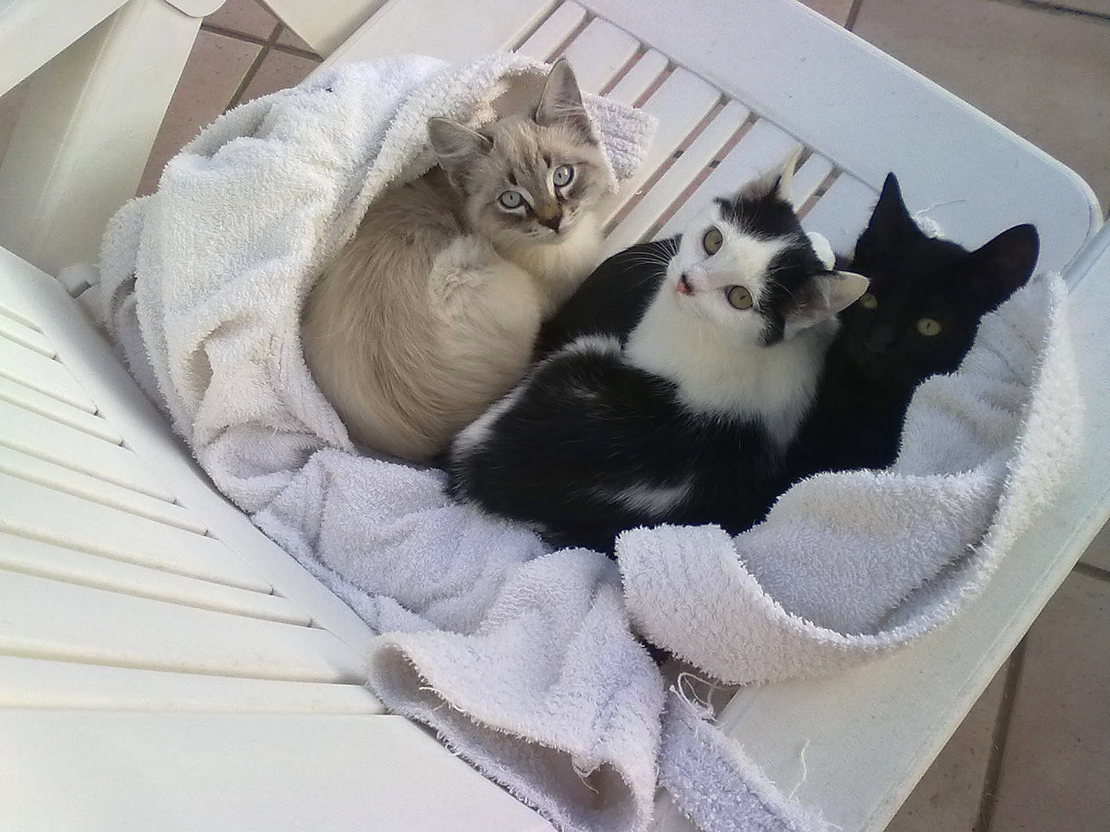 Nougat participe au concours pour gagner de l'argent avec cette photo : box, carnivore, cat, cat_bed, cat_supply, chair, comfort, domestic_short_haired_cat, fawn, felidae, fur, grey, nap, paw, pet_supply, room, small_to_medium_sized_cats, tail, whiskers