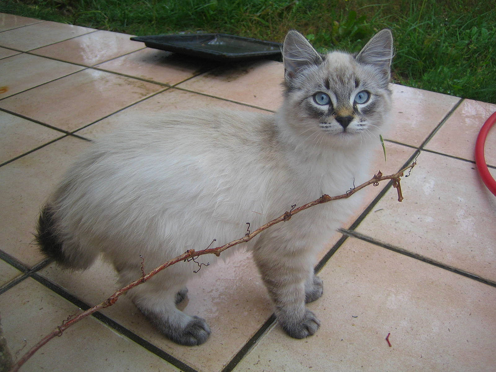 Nougat participe au concours pour gagner de l'argent avec cette photo : animal_shelter, carnivore, cat, claw, domestic_short_haired_cat, fawn, felidae, flooring, fur, metal, paw, pet_supply, service, small_to_medium_sized_cats, snout, tail, terrestrial_animal, thai, tonkinese, whiskers