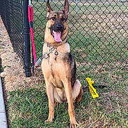 Bella joined the competition — help win amazing prizes! animal_portrait, black_mask, chain_link_fence, collar, dog, fence, german_shepherd, grass, grassland, harness, leash, open_mouth, outdoor, pet, sitting, tan_fur, tongue_out, upright_ears, warning_tag, yard