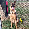 animal_portrait, black_mask, chain_link_fence, collar, dog, fence, german_shepherd, grass, grassland, harness, leash, open_mouth, outdoor, pet, sitting, tan_fur, tongue_out, upright_ears, warning_tag, yard