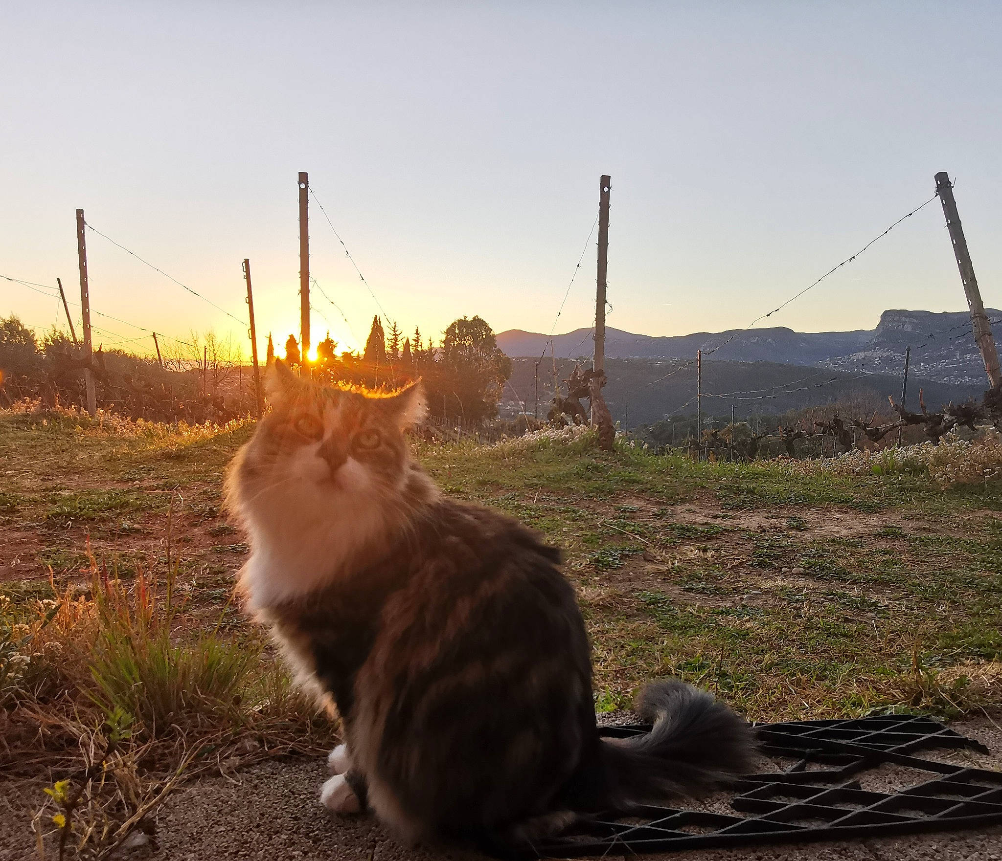 Etna participe au concours pour gagner de l'argent avec cette photo : asphalt, carnivore, cat, fawn, felidae, grass, grass_family, horizon, landscape, plant, road_surface, sky, small_to_medium_sized_cats, soil, sunrise, sunset, tail, tints_and_shades, tree, whiskers