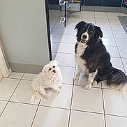 Bart Et Marley a rejoint le concours — aidez-le/la à gagner de superbes lots ! dog, dogs, kitchen, floor, tile_floor, black_and_white_dog, white_dog, pets, indoor, happy, sitting, fur, companion, animals, home, cabinet, open_drawer, clean, tile, friendly