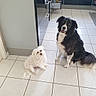 dog, dogs, kitchen, floor, tile_floor, black_and_white_dog, white_dog, pets, indoor, happy, sitting, fur, companion, animals, home, cabinet, open_drawer, clean, tile, friendly