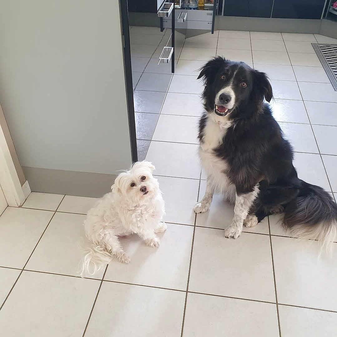 Bart Et Marley