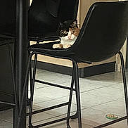 Houna a rejoint le concours — aidez-le/la à gagner de superbes lots ! cat, calico_cat, chair, black_chair, table, round_table, indoor, floor_tile, kitchen, dining_area, furniture, pet, animal, resting, calm, paw, seat, cabinet, dish, home