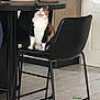 cat, calico_cat, chair, kitchen, indoor, furniture, table, tile_floor, domestic_animal, pet, animal, black_chair, door, household, sitting, looking_up, calm, resting, feline, home