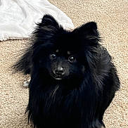 Bear joined the competition — help win amazing prizes! dog, pomeranian, black_fur, pet, animal, carpet, indoor, fluffy, cute, small_dog, fur, face, ears, eyes, blanket, resting, looking, companion, domestic, mammal