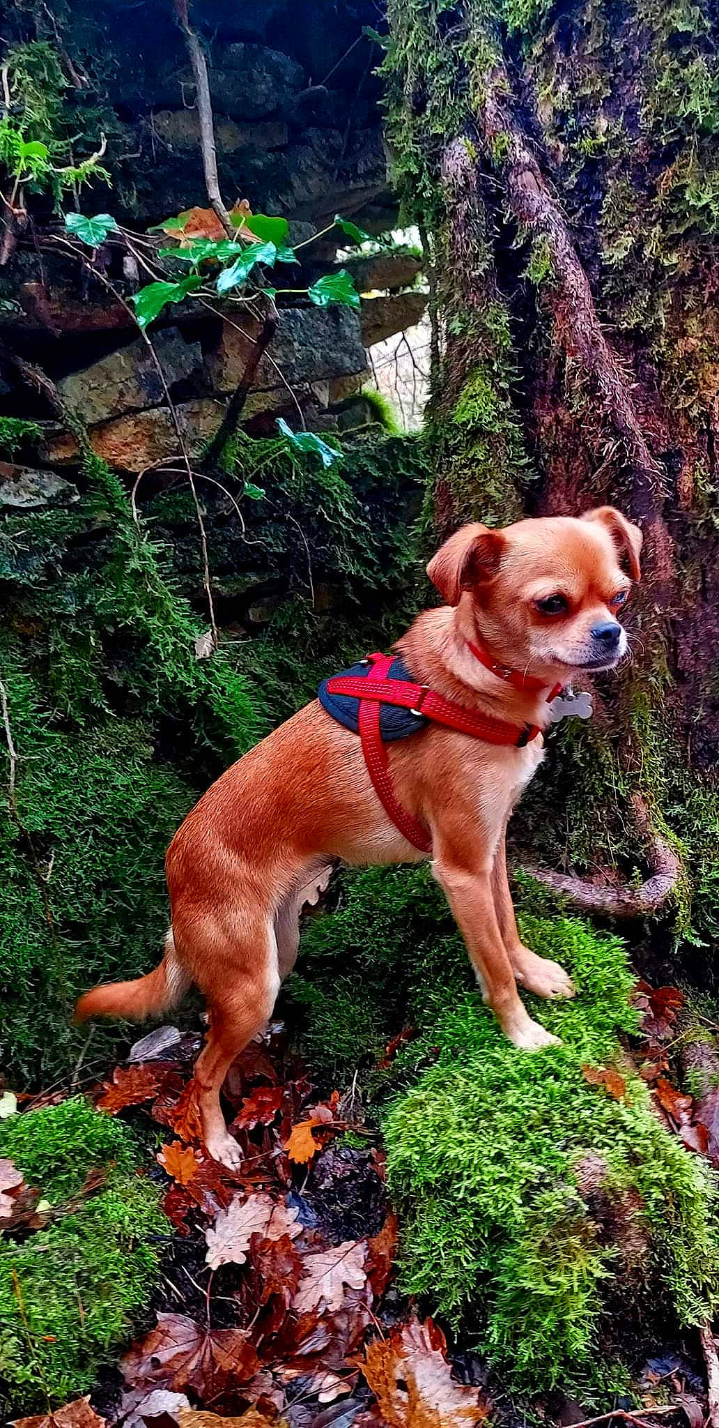 Canelle participe au concours pour gagner de l'argent avec cette photo : canidae, carnivore, collar, companion_dog, dog, dog_breed, dog_collar, fawn, grass, green, groundcover, liver, pet_supply, plant, snout, sporting_group, tail, tree, wood, working_animal