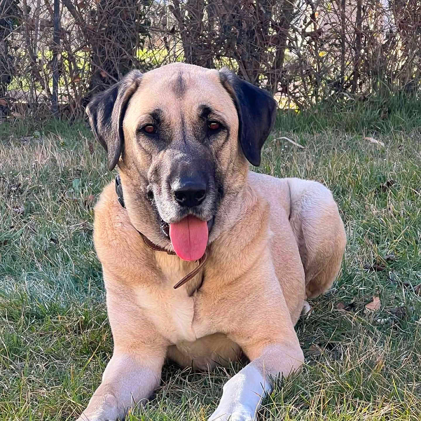Turcko participe au concours pour gagner de l'argent avec cette photo : dog, grass, outdoor, pet, tongue_out, canine, animal, nature, leafless_hedge, collar, relaxed, sunny, mammal, brown_fur, black_ears, lying_down, daylight, friendly, tongue, happy