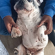 Pépette a rejoint le concours — aidez-le/la à gagner de superbes lots ! animal, bodypart, bostonbull, boxer, bulldog, canine, dalmatian, dog, face, finger, frenchbulldog, hand, head, hound, indoors, interiordesign, person, pet, pitbull, puppy