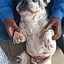 animal, bodypart, bostonbull, boxer, bulldog, canine, dalmatian, dog, face, finger, frenchbulldog, hand, head, hound, indoors, interiordesign, person, pet, pitbull, puppy