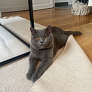 Leonard a rejoint le concours — aidez-le/la à gagner de superbes lots ! cat, gray_cat, pet, indoor, rug, floor, wooden_floor, relaxed, feline, animal, cozy, home, stretching, amber_eyes, fur, domestic_cat, quiet, calm, living_room, basket