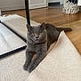 cat, gray_cat, pet, indoor, rug, floor, wooden_floor, relaxed, feline, animal, cozy, home, stretching, amber_eyes, fur, domestic_cat, quiet, calm, living_room, basket