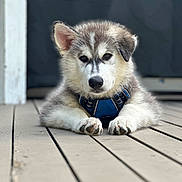 Kevin James joined the competition — help win amazing prizes! animal, blue_harness, canine, closeup, cute, dog, domestic_animal, ears, face, fur, husky, laying_down, mammal, outdoor, paw, pet, portrait, puppy, wooden_deck, young