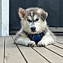 animal, blue_harness, canine, closeup, cute, dog, domestic_animal, ears, face, fur, husky, laying_down, mammal, outdoor, paw, pet, portrait, puppy, wooden_deck, young