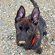 Casper joined the competition — help win amazing prizes! puppy, dog, black_dog, pet, outdoor, curious, ears, collar, dirt, nose, gravel, young, animal, cute, looking_up, sitting, fur, canine, adorable, playful