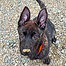 puppy, dog, black_dog, pet, outdoor, curious, ears, collar, dirt, nose, gravel, young, animal, cute, looking_up, sitting, fur, canine, adorable, playful