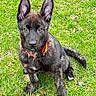 Casper joined the competition — help win amazing prizes! puppy, dog, grass, outdoor, pet, animal, collar, black, brindle, ears, cute, sitting, young, fur, nature, canine, alert, playful, adorable, friendly