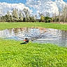 Casper is registered to the contest to win money with this photo: dog, pond, water, grass, trees, sky, clouds, toy, play, outdoor, spring, nature, animal, fetch, greenery, ripples, sunlight, happy, pet, field