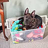 puppy, dog, toy_bin, plush_toys, indoor, carpet, wooden_table_leg, vent, curious_look, pet, container, colorful, cozy, playful, cute, animal, domestic, pet_toys, floor, pet_bed