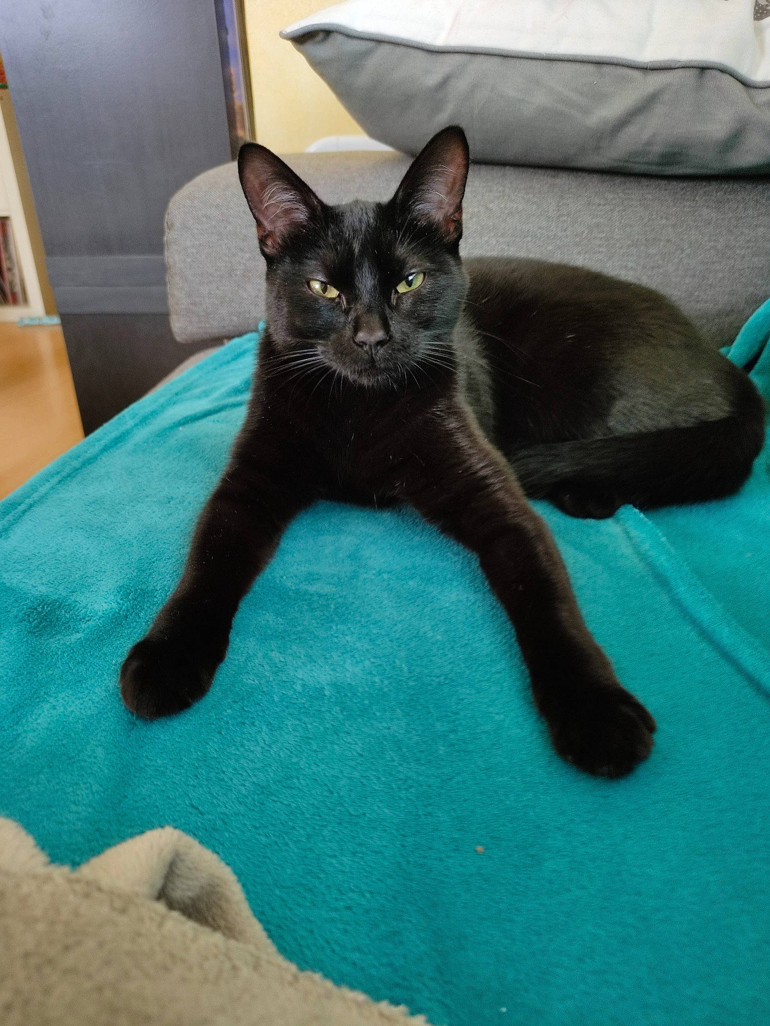 Blacky a rejoint le concours — aidez-le/la à gagner de superbes lots ! black_cat, bombay, carnivore, cat, cat_supply, claw, comfort, dog_breed, domestic_short_haired_cat, electric_blue, felidae, fur, grey, havana_brown, paw, room, small_to_medium_sized_cats, snout, tail, whiskers