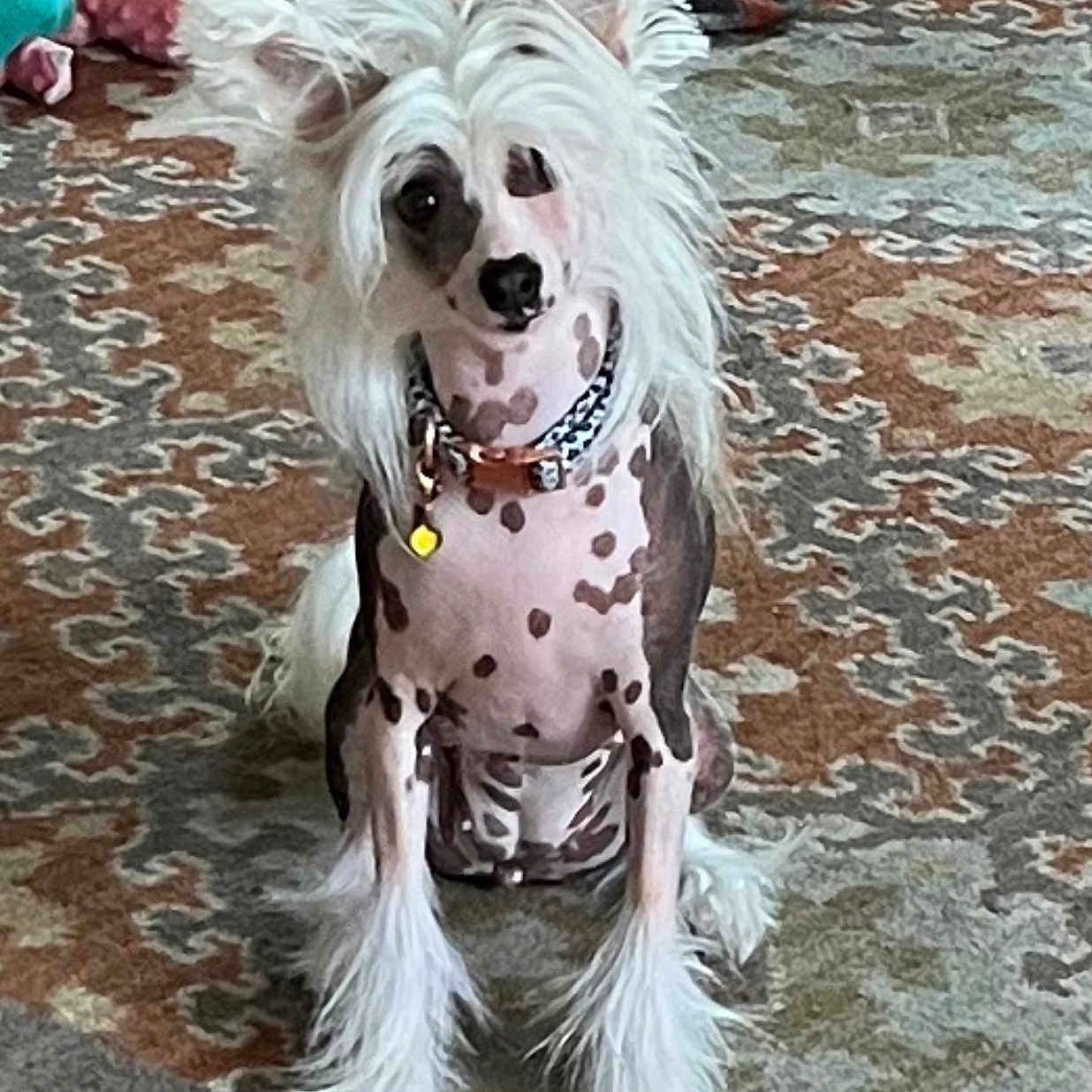 Aries