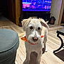 dog, white_dog, bandana, pet, indoor, living_room, wooden_floor, ottoman, television, furniture, decor, curious, ears, standing, floor, animal, canine, domestic, companion, cute