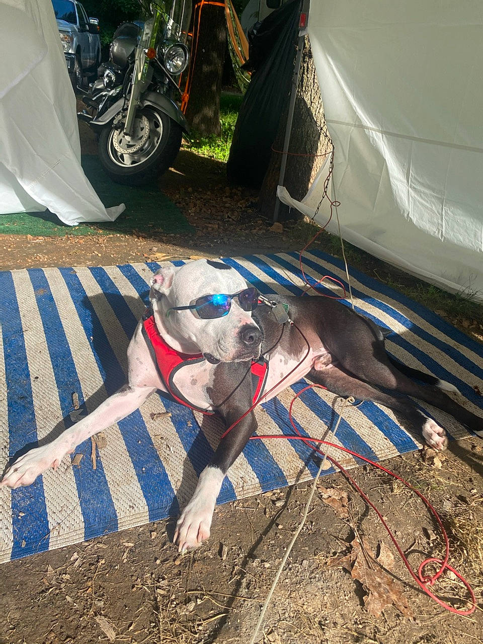 Milkyway joined the competition — help win amazing prizes! asphalt, automotive_exterior, automotive_tire, automotive_wheel_system, carnivore, dog, fawn, fender, flooring, grass, human_leg, motor_vehicle, motorcycle, rim, road_surface, sidewalk, tire, vehicle, wheel, working_animal