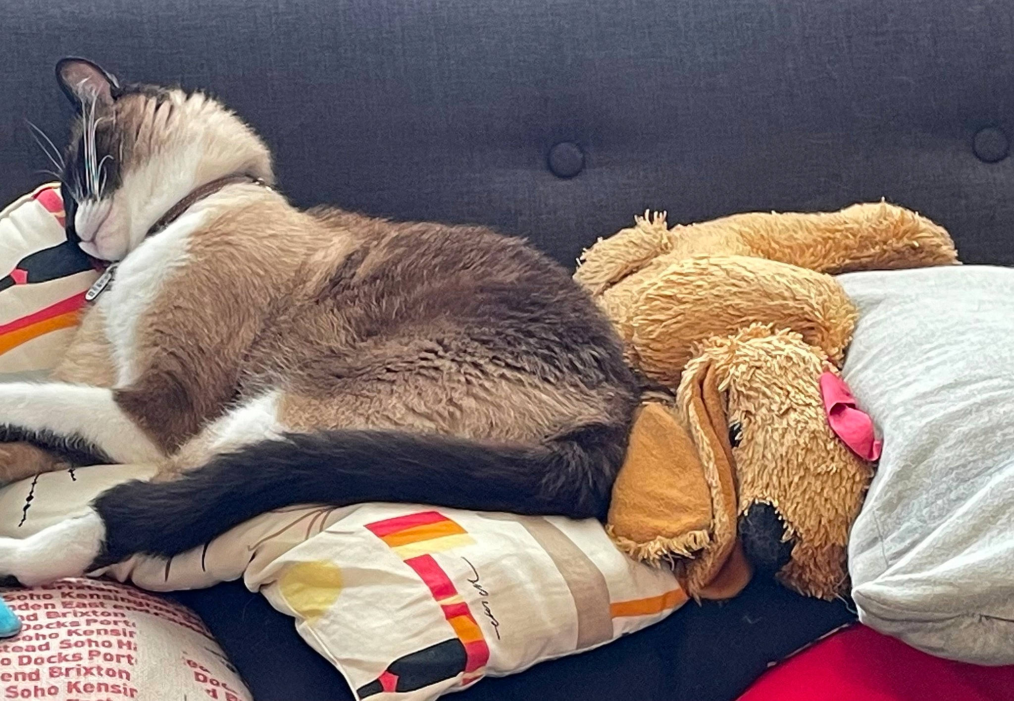 Gâteau participe au concours pour gagner de l'argent avec cette photo : art, bedding, carmine, cat, comfort, companion_dog, domestic_short_haired_cat, felidae, fur, human_leg, lap, linens, luggage_and_bags, small_to_medium_sized_cats, stuffed_toy, tail, textile, thigh, toy, whiskers