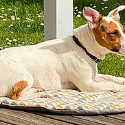 Tina a rejoint le concours — aidez-le/la à gagner de superbes lots ! dog, animal, pet, white, brown, cushion, wooden_deck, grass, flowers, sunlight, outdoor, relaxed, resting, collar, side_view, ears, tail, nature, spring, quiet