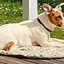 dog, animal, pet, white, brown, cushion, wooden_deck, grass, flowers, sunlight, outdoor, relaxed, resting, collar, side_view, ears, tail, nature, spring, quiet