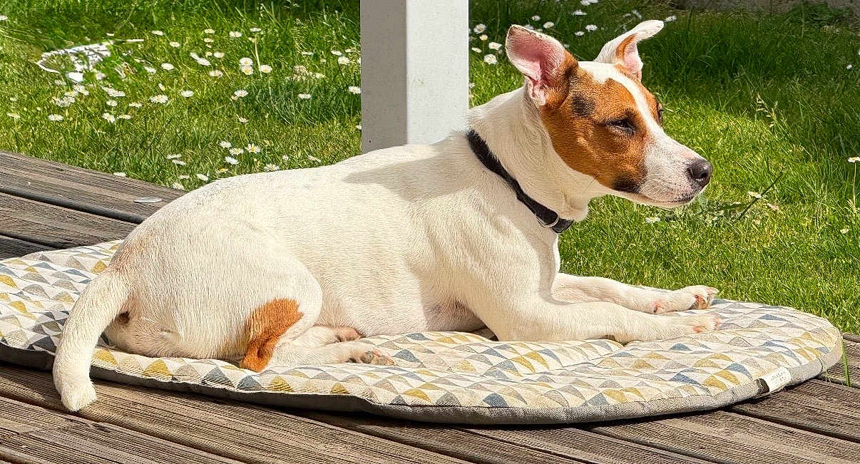 Tina a rejoint le concours — aidez-le/la à gagner de superbes lots ! dog, animal, pet, white, brown, cushion, wooden_deck, grass, flowers, sunlight, outdoor, relaxed, resting, collar, side_view, ears, tail, nature, spring, quiet