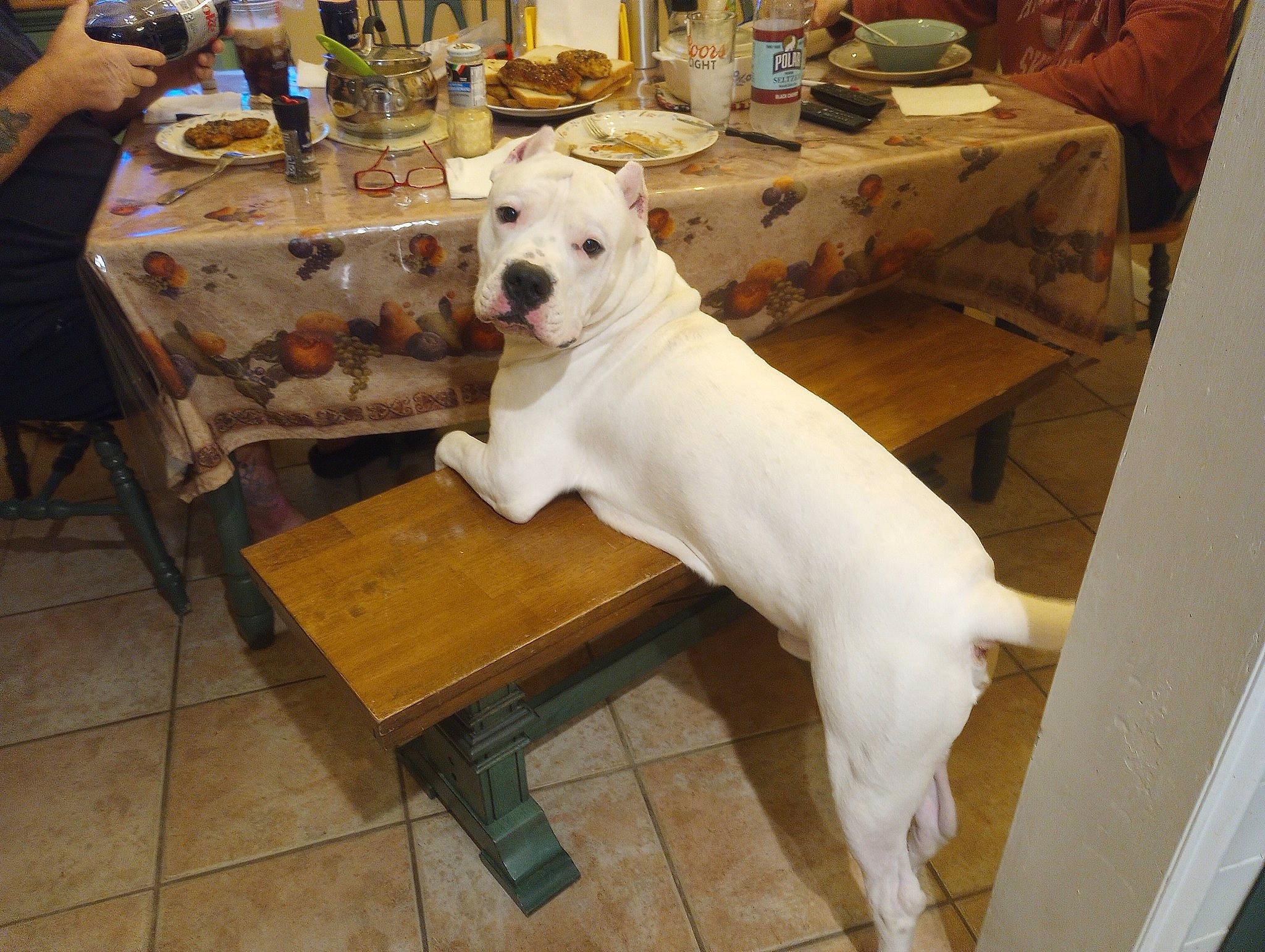 Brutus joined the competition — help win amazing prizes! carnivore, chair, collar, companion_dog, dog, dog_breed, dog_collar, event, fawn, flooring, furniture, hardwood, mammal, snout, sporting_group, table, tableware, tail, wood, working_animal