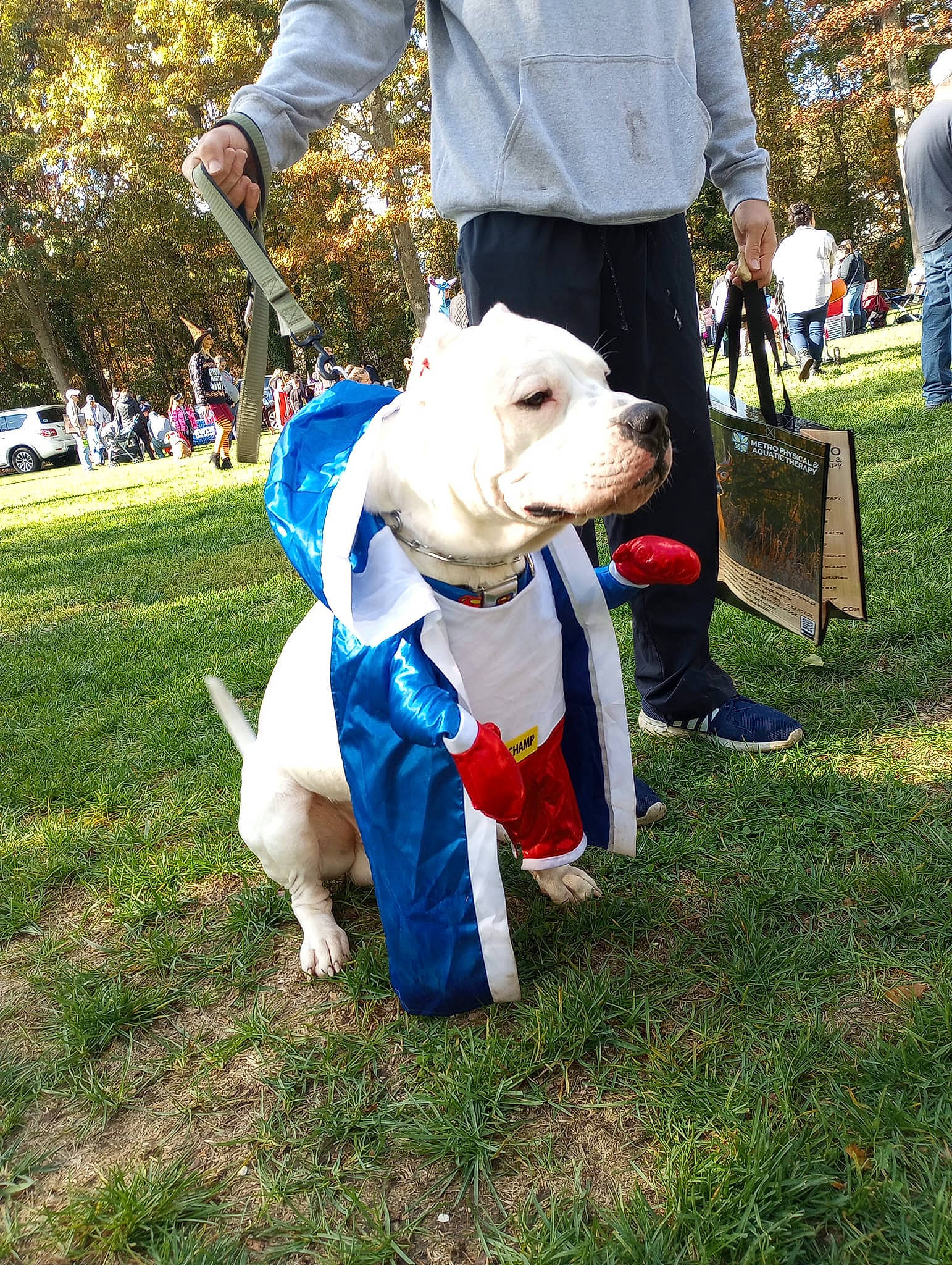 Brutus is registered to the contest to win money with this photo: carnivore, collar, companion_dog, dog, dog_breed, dog_clothes, dog_collar, dog_supply, electric_blue, event, fashion_accessory, fawn, grass, leash, pet_supply, plant, pole, snout, tree, working_animal