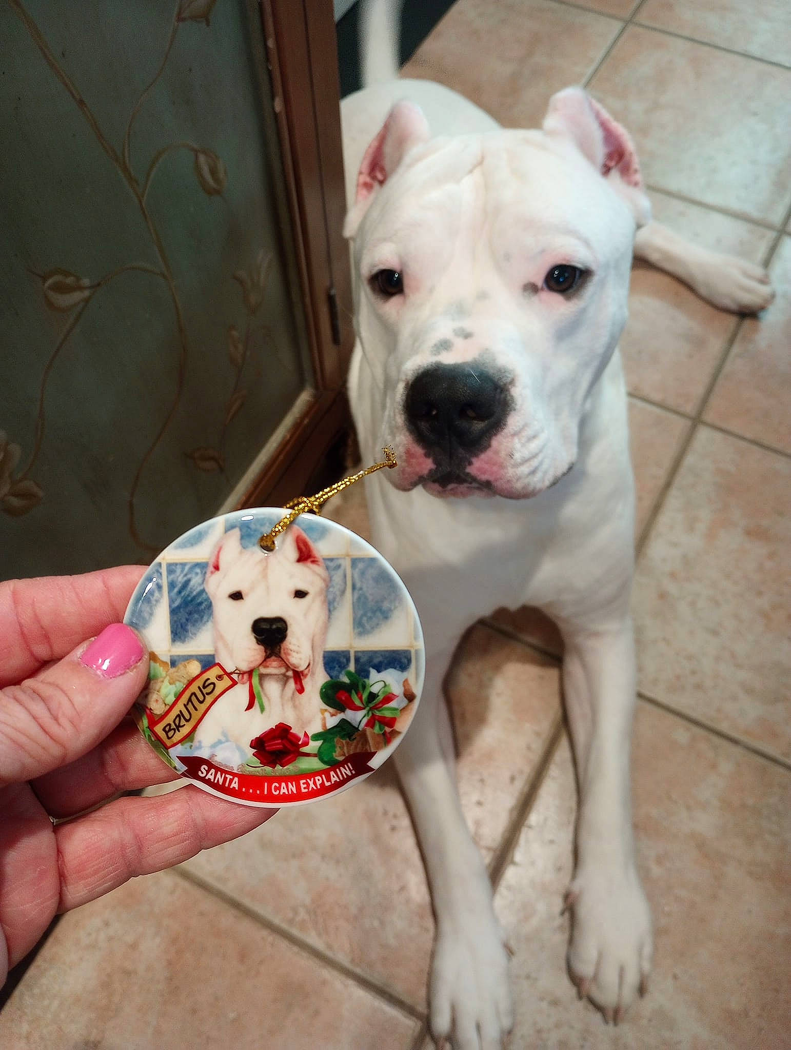 Brutus joined the competition — help win amazing prizes! canidae, carnivore, collar, companion_dog, cordoba_fighting_dog, dishware, dog, dog_breed, dog_collar, dog_supply, fawn, mammal, non_sporting_group, paw, pet_supply, snout, sporting_group, whiskers, working_animal